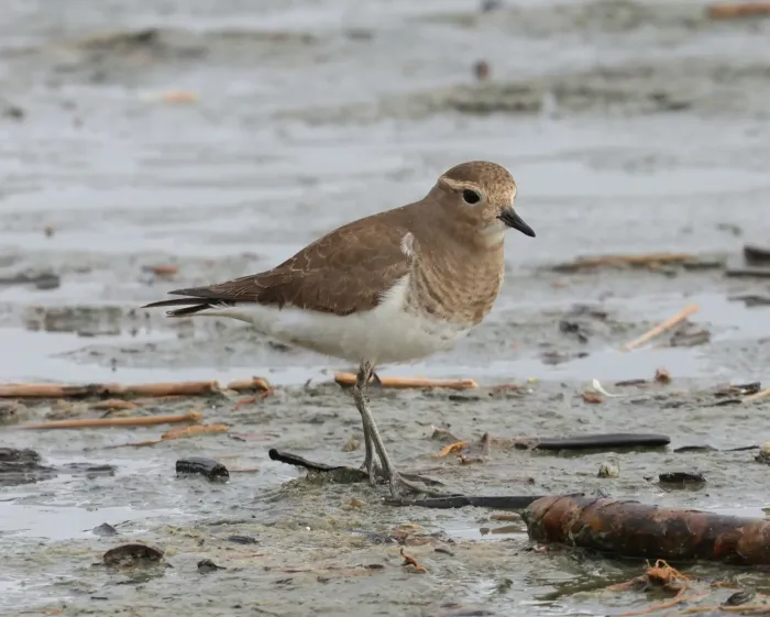 File:Zonibyx modestus winter plumage 562073509.jpg