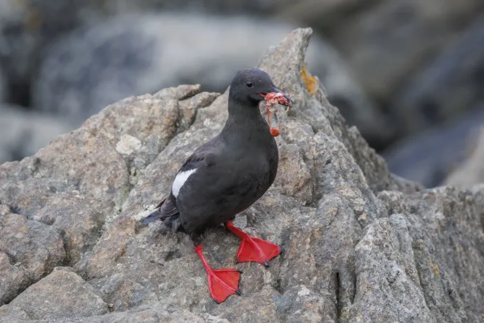 File:Black guillemot (Cepphus grylle icelandicus) with a hermit crab (Pagurus bernhardus) Flatey.jpg