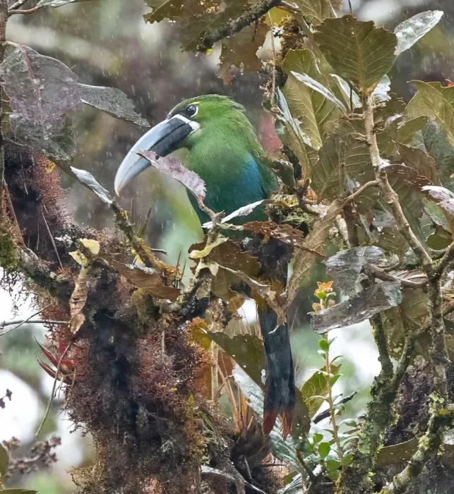 File:Aulacorhynchus huallagae 555160135.jpg