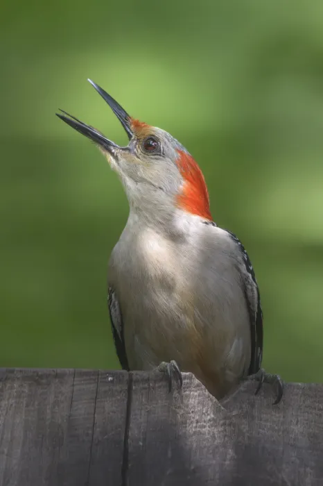 File:Melanerpes carolinus 562500549.jpg