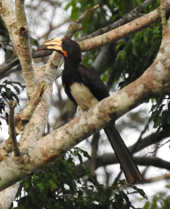 File:Lophoceros fasciatus 465496740.jpg