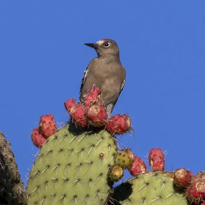 File:Melanerpes hypopolius 459811367.jpg