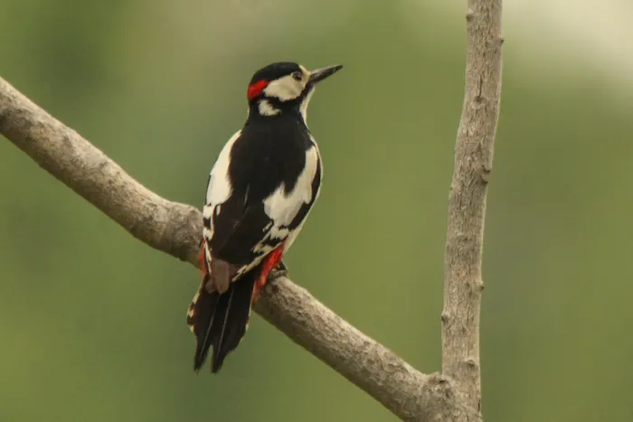 File:Dendrocopos leucopterus 399366471.jpg