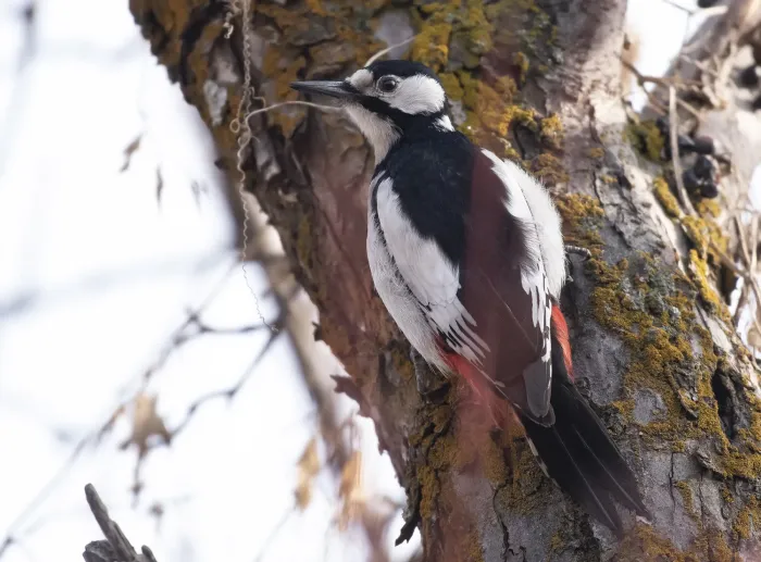 File:Dendrocopos leucopterus 258242098.jpg