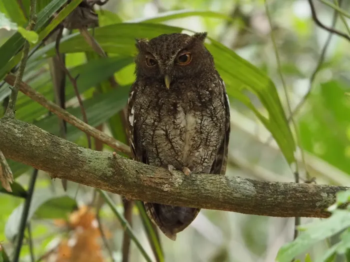 File:Megascops centralis 272416024.jpg