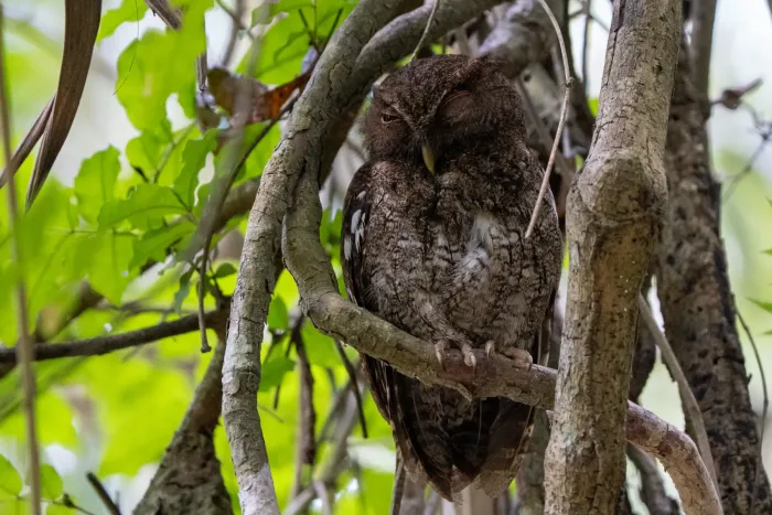 File:Megascops centralis 270400328.jpg