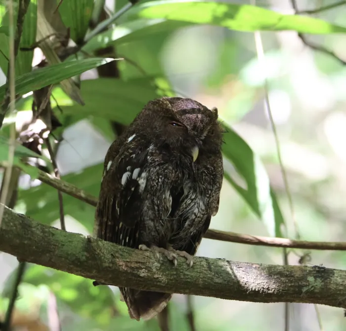 File:Megascops centralis 279195345.jpg