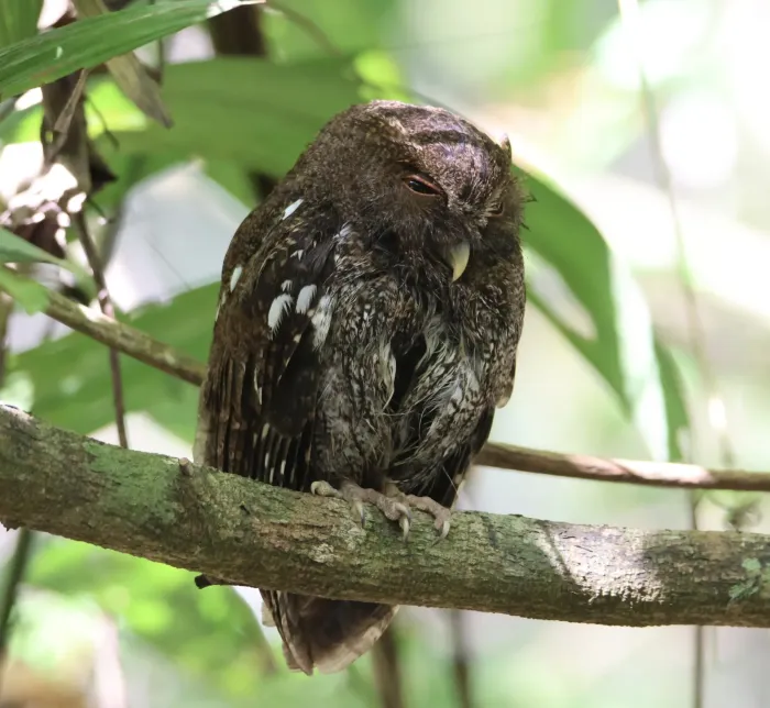 File:Megascops centralis 279195318.jpg