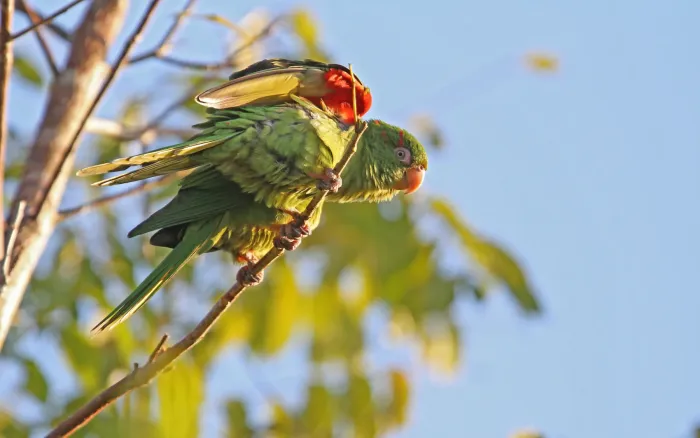 File:Psittacara euops 104131021.jpg