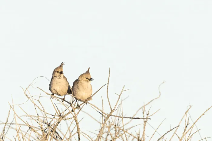 File:Chiming Wedgebill (Psophodes occidentalis) - Flickr - patrickkavanagh.jpg