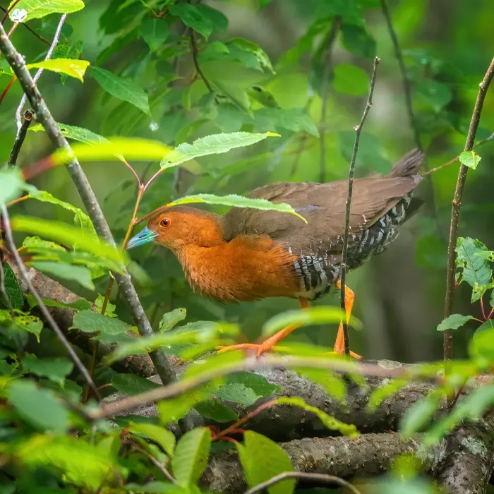 File:Zapornia paykullii 144344536.jpg