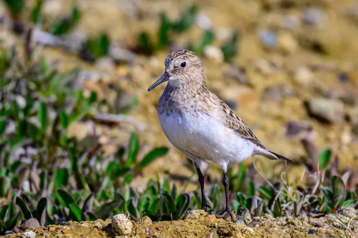 File:Baird's sandpiper (Calidris bairdii) in Sachs Harbour 02.jpg