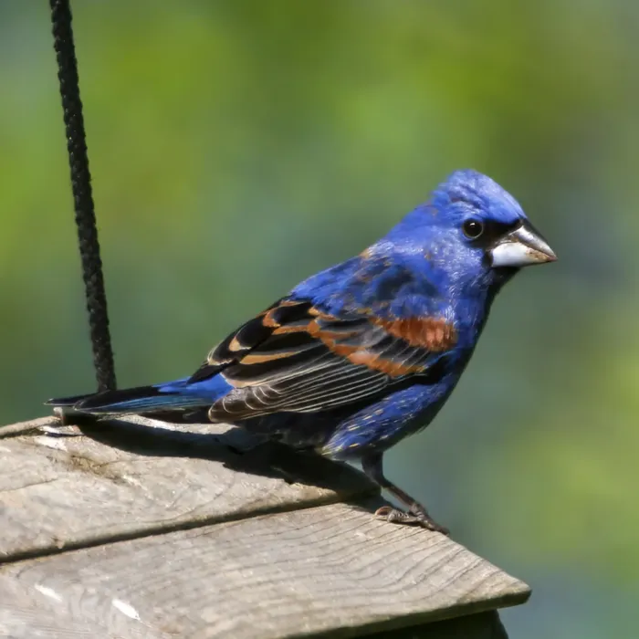 File:Passerina caerulea 544566865.jpg