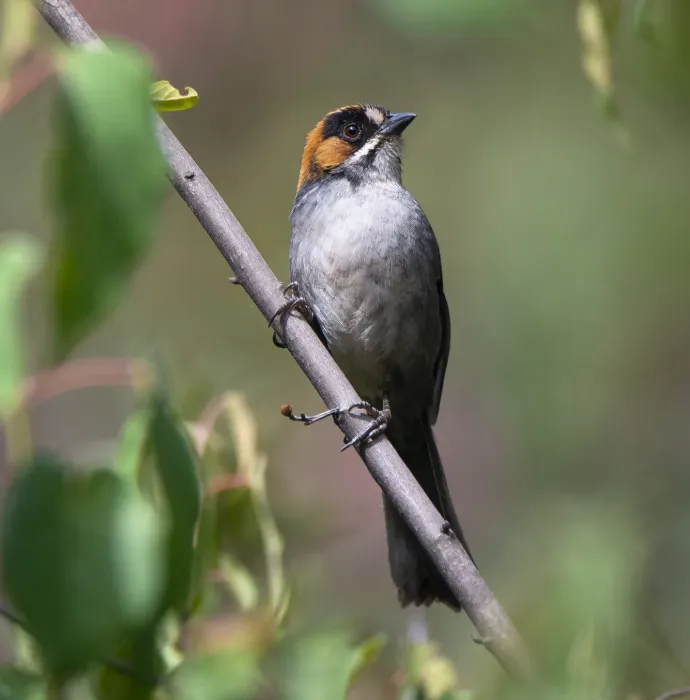 File:Atlapetes melanopsis 3.jpg