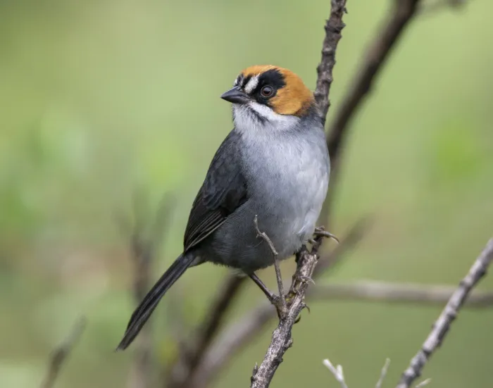 File:Atlapetes melanopsis 5.jpg