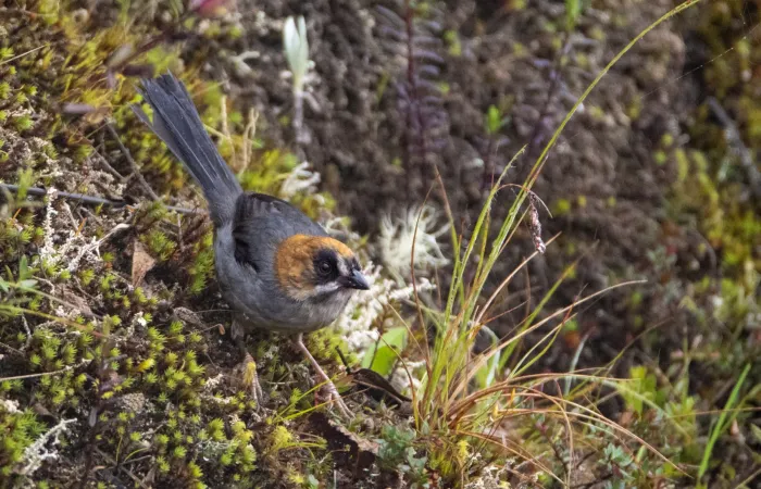 File:Atlapetes melanopsis 6.jpg