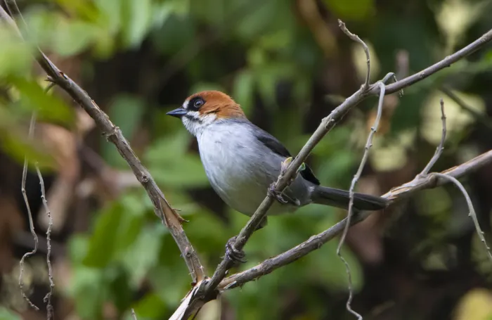 File:Atlapetes forbesi.jpg