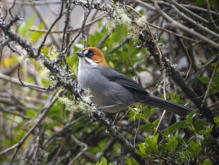 File:Atlapetes forbesi 1.jpg