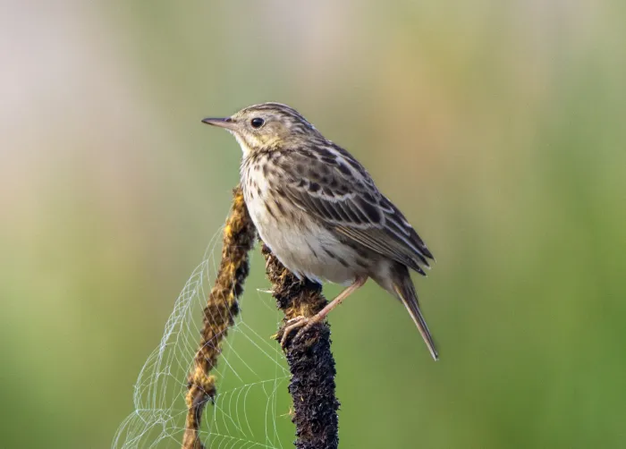 File:Anthus peruvianus 1.jpg