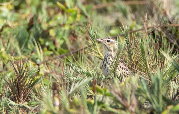File:Anthus peruvianus 2.jpg