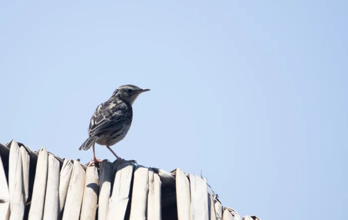 File:Anthus peruvianus 3.jpg