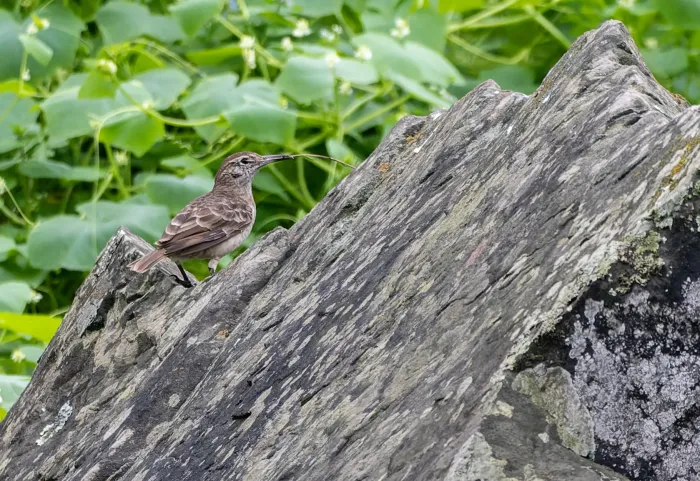 File:Geositta crassirostris 1.jpg