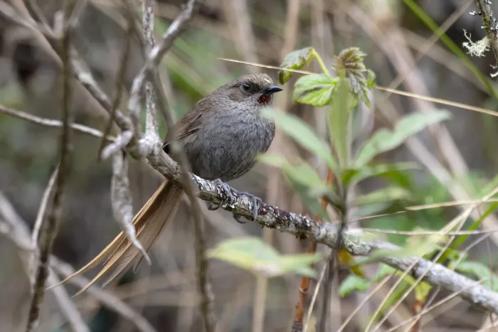 File:Asthenes ayacuchensis 1.jpg