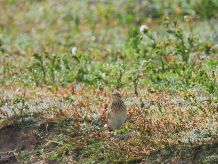 File:Anthus brevirostris.jpg