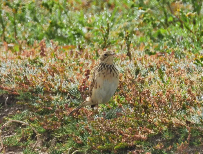 File:Anthus brevirostris 1.jpg