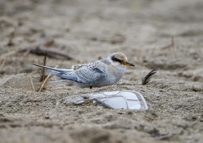 File:Sternula lorata 3.jpg