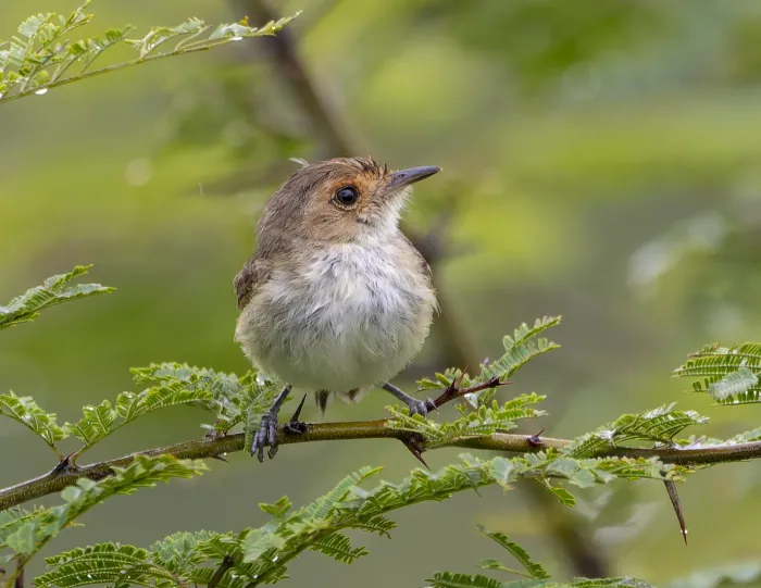 File:Euscarthmus fulviceps.jpg