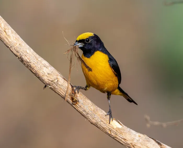 File:Euphonia trinitatis.jpg