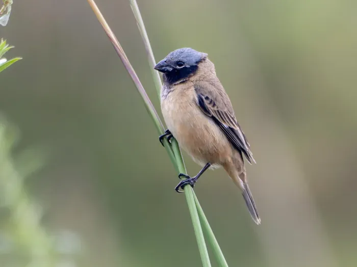 File:Sporophila iberaensis.jpg