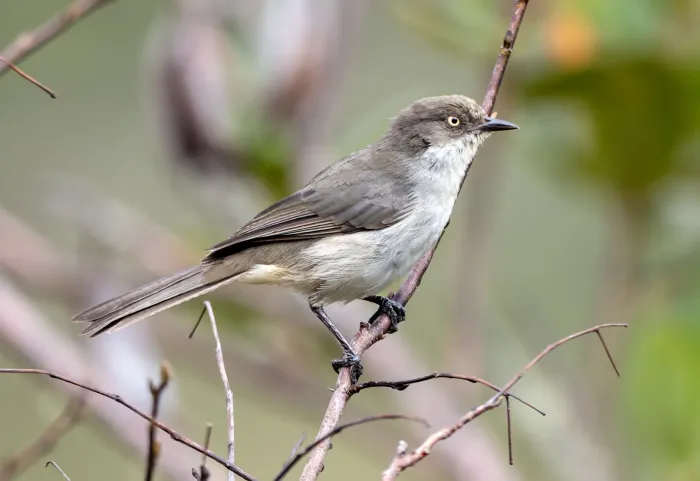 File:Pseudospingus xanthophthalmus.jpg