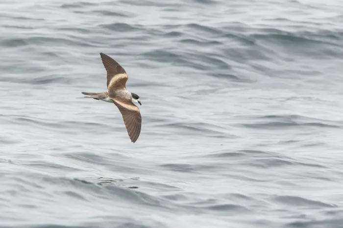 File:Hydrobates hornbyi 1.jpg