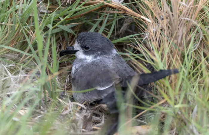 File:Hydrobates hornbyi 3.jpg