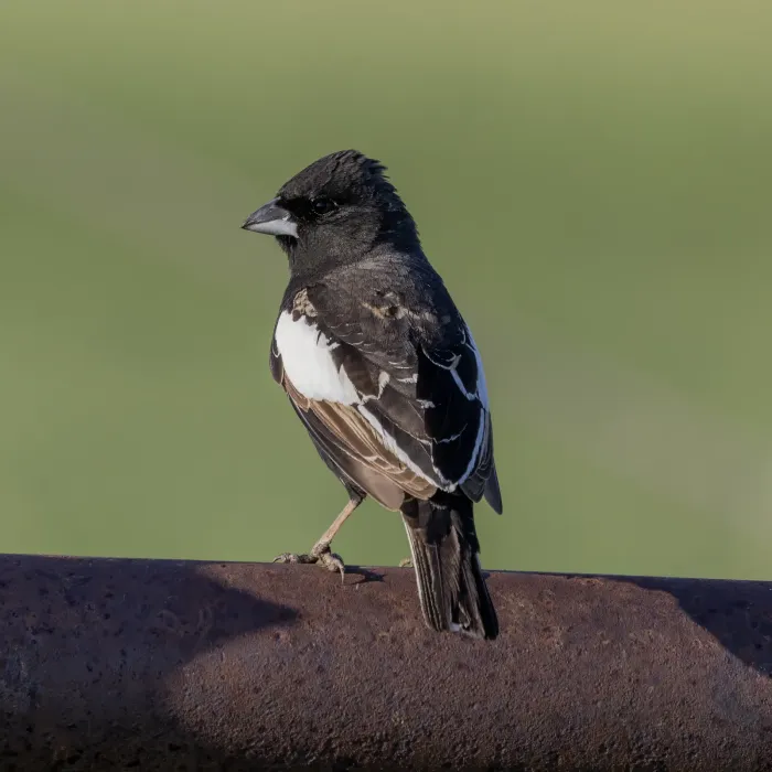 File:Calamospiza melanocorys 523671829.jpg