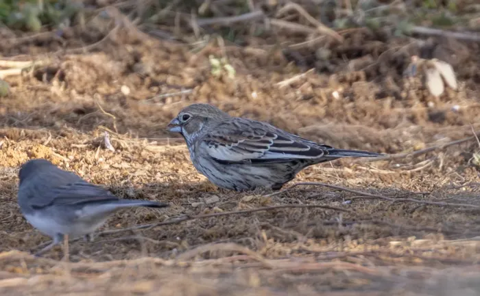 File:Calamospiza melanocorys 473052411.jpg