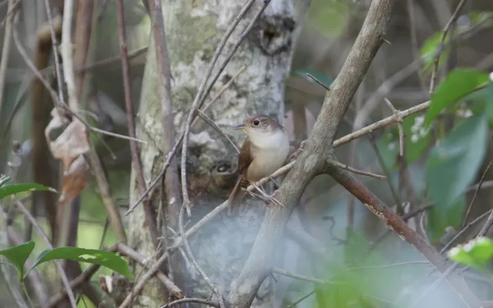 File:Troglodytes beani.jpg