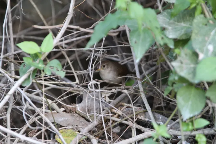 File:Troglodytes beani 2.jpg