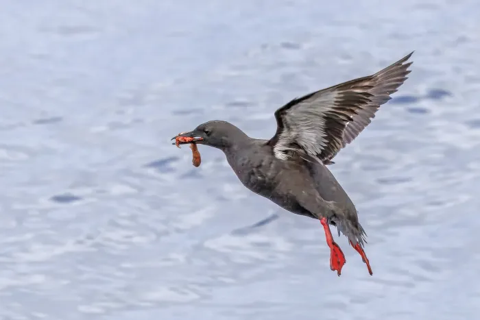 File:Black guillemot (Cepphus grylle icelandicus) in flight with a hermit crab (Pagurus bernhardus) Flatey.jpg