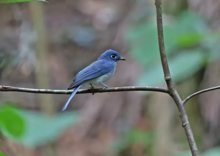 File:Eutrichomyias rowleyi, Sangihe, Indonesia 435260094.jpg