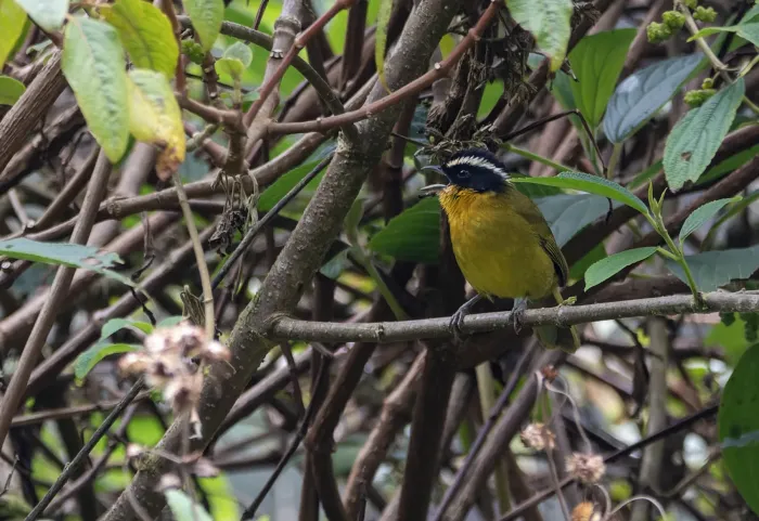 File:Kleinothraupis atropileus 1.jpg