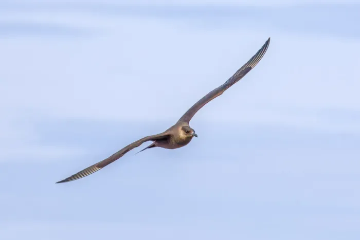 File:Arctic skua (Stercorarius parasiticus) in flight Keflavíkurbjarg.jpg