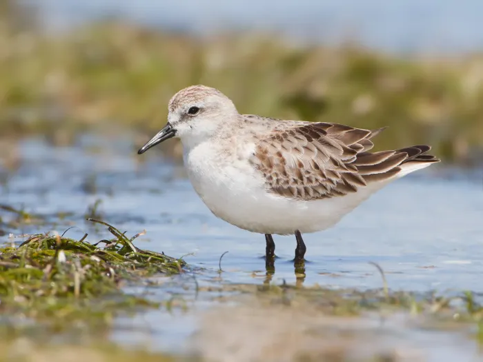 File:Calidris ruficollis - Marion Bay.jpg