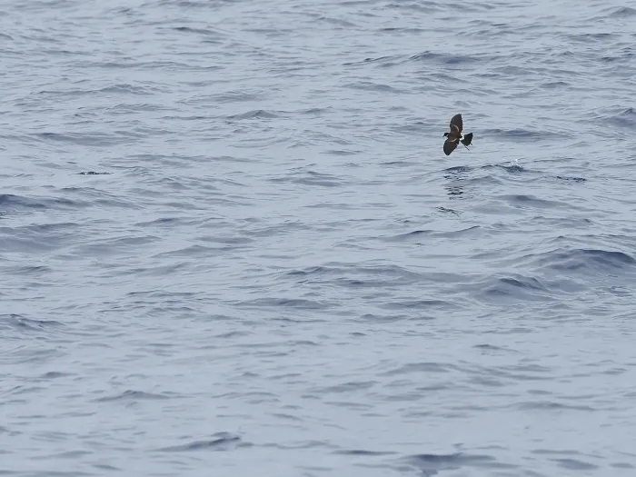 File:Nesofregetta fuliginosa in flight iNaturalist 395655266.jpg