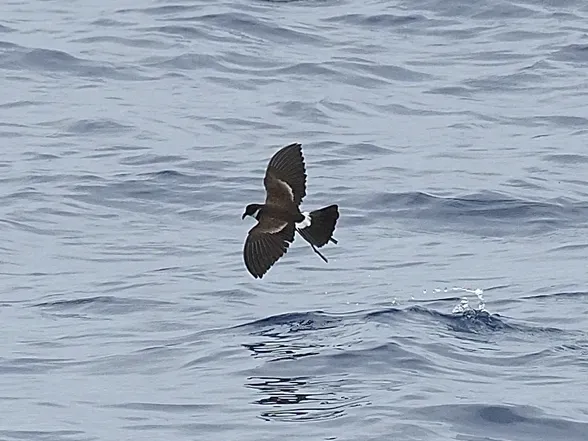 File:Nesofregetta fuliginosa in flight iNaturalist 395655266 cropped.jpg