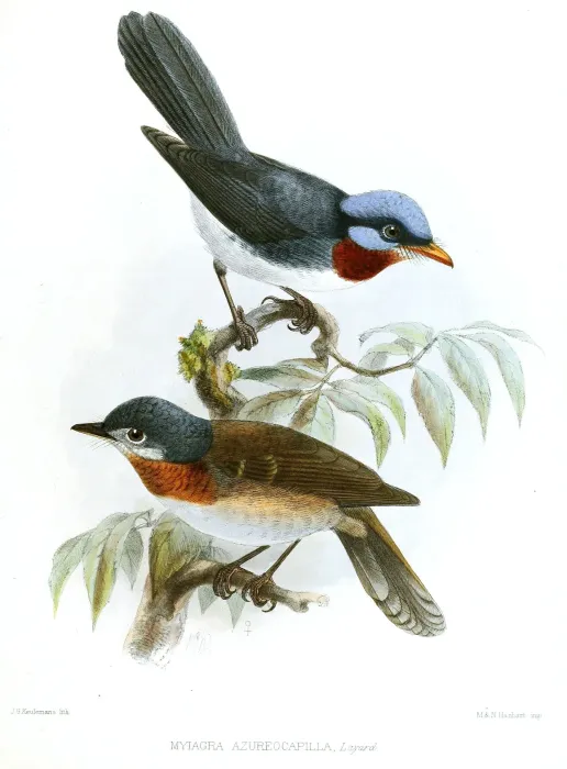 File:MyiagraAzureocapillaKeulemans.jpg