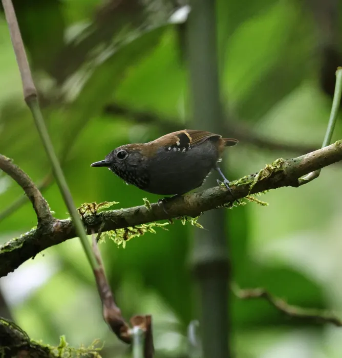 File:Rhopias gularis - Miguel - 569387892.jpeg