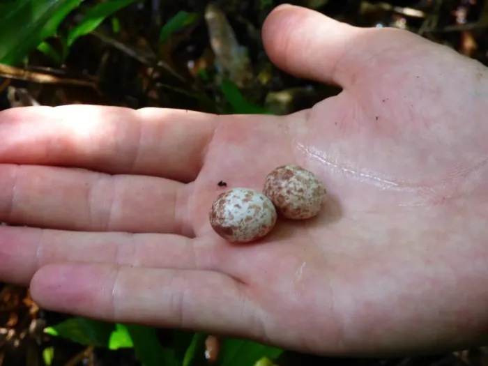 File:Myiothlypis leucoblephara - Pablo H Capovilla - 60056182.jpeg